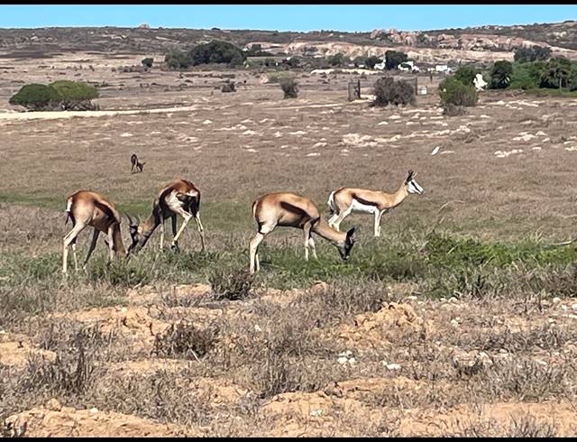 685M² VACANT LAND FOR SALE IN LANGEBAAN COUNTRY ESTATE